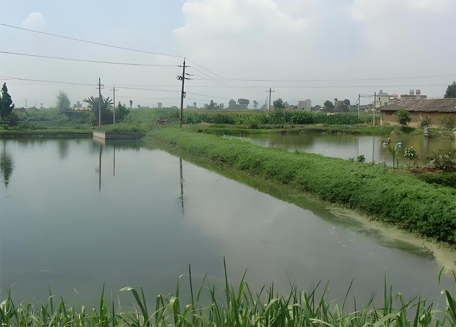 金目鲈鱼养殖基地